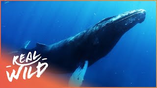 The Mating Song Of Humpback Whales  1000 Days For The Planet [upl. by Neeron]