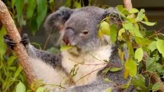 Koala Phascolarctos cinereus  Aschgrauer Beutelbär 5 [upl. by Lemmueu]