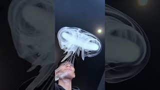 The best vape tricks ytshorts games vapetricks ytshortst [upl. by Katrina]