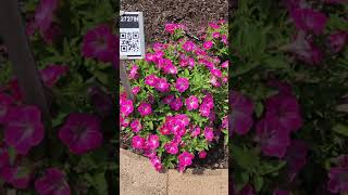 Surfinia Mounding petunia varieties at Metrolina Greenhouses trials [upl. by Vocaay741]