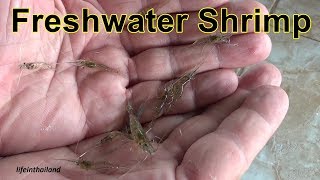 Wild Freshwater Shrimp Experiment [upl. by Acinorehs940]