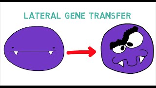 Antibiotic Resistance amp Lateral Gene Transfer LGT 20 [upl. by Crosley427]