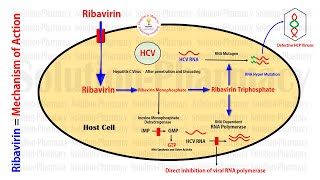 Antiviral Drug  Ribavirin  Anti Hepatitis C Virus Drug  Ribavirin Mechanism of Action  Antivirus [upl. by Sorci]