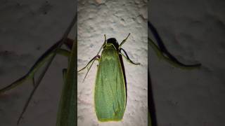 Moth 🦋 shorts moth insects acapella seashanty [upl. by Asaeret]