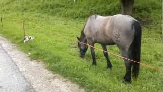 austrian horse chasing a cat [upl. by Uttasta]