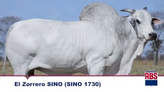 EL ZORRERO SINO SINO 1730  Touro Nelore ABS [upl. by Vitale83]