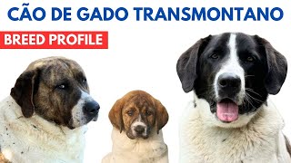 Cão de Gado Transmontano Breed Profile History  Price  Traits  Transmontano Cattle Dog Grooming [upl. by Notneuq]