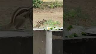 Squirreling away lunch [upl. by Anstice]