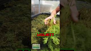 UGLIEST CONVERTING PLANT  PART 2 [upl. by Mallin]