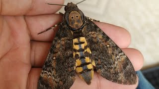 Eastern deaths head hawk moth [upl. by Ecyor]