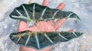 Few people know how to propagate Alocasia Amazonica from very rooting leaves [upl. by Ahsela319]