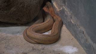 キイロネズミヘビ 自然動物館 北園 名古屋市東山動植物園２回目です♪ 2019年12月25日 00041 [upl. by Ahsait]