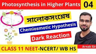 Photosynthesis in Higher Plants 04  Chemiosmotic Hypothesis  Dark Reaction  Class 11NEET Biology [upl. by Enelrahc]