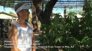 How to Plant a Lychee Tree in Phoenix Arizona  Soil Water Sun Food Mulch [upl. by Essej175]