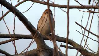 Curvebilled Reedhaunter Limnornis curvirostris Uruguay Dc 2014 [upl. by Ilario99]