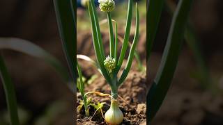 Onion plant growing  onion plant growing at home  Onion plant how to grow  Onion plant grow [upl. by Smallman]