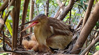 Amazing Bittern Birds Nest [upl. by Sirapal]