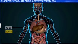 CBSE Class 11 Biology  Excretory Products and Their Elimination  Full Chapter  By Shiksha [upl. by Nickles]