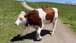 Rinder auf der Seiser Alm 2023  Wandern in Südtirol  Kühe auf der Alm  Puflatsch  Dolomiten [upl. by Eirallam]