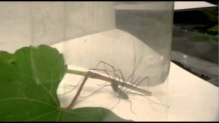 Opiliones Mating [upl. by Ilzel]