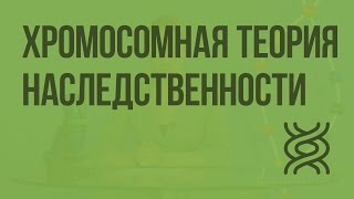 Хромосомная теория наследственности Видеоурок по биологии 10 класс [upl. by Jennifer328]