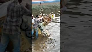 Ganesh immersion process at TankBund Hyderabad ganeshnimajjanam ganpatibappamorya ganpativisarjan [upl. by Cam338]