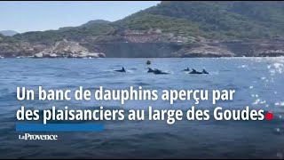 Marseille  un banc de dauphins aperçu par des plaisanciers au large des Goudes [upl. by Houston279]