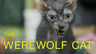 Werewolves Compete in Cat Show  Werewolf Cats in TICA Cat Show  Lykoi Cat Breed Debuts  Werecats [upl. by Kokoruda]