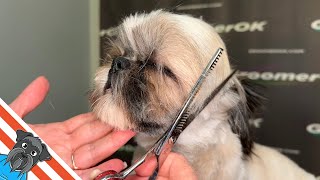 Shih Tzu Chic  Grooming Trends Unveiled [upl. by Novyak]