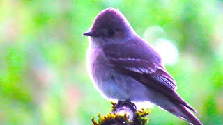 Pewee Flycatcher Calling  Amazing Bird Sounds [upl. by Ttihw]