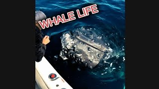 WHALE LIFE Whale Jumps out of Water A close encounter with Whale whale [upl. by Butta]