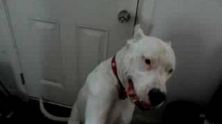 Dogo Argentino  smart dogs  Auquito and Kona say HI [upl. by Collie]