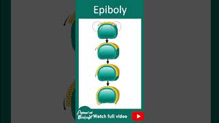 Epiboly  Morphogenetic movements  gastrulation  1 min dev bio [upl. by Gillie610]