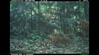 Four Malayan tiger cubs spotted in the wild [upl. by Bela]