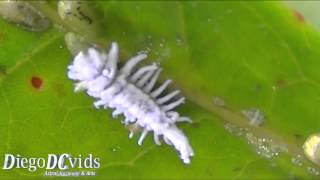 Mealybug species Coccoidea  Pseudococcidae Cochonilha [upl. by Irmina]