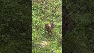 New visitor to the bluff  Eastern Cottontail [upl. by Refynnej732]