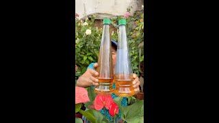 FUNGICIDA DE VINAGRE PARA LAS PLANTAS EN CASA  como hacer un fungicida natural [upl. by Mingche]