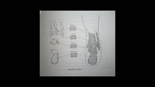 anatomy of ankle jointstructure of ankle [upl. by Adirf]