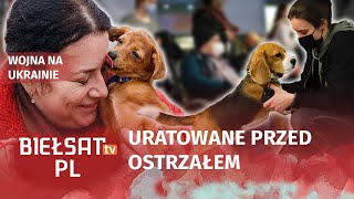 Piesek Kuba uratowany przed wojną Polska firma pomaga zwierzakom z Ukrainy [upl. by Adnovaj]