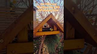 Unser Vogelhaus erfreut sich immer noch großer Beliebtheit woodworking diy holz basteln wood [upl. by Azne47]