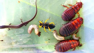 I hunted🇱🇷the beautiful yellowlegged bug and a few other creatures [upl. by Pepi]