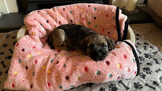 A new addition to the family  bringing a second border terrier puppy home 💗 [upl. by Aynotal]