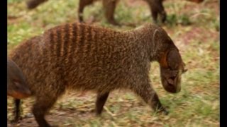 Deadly Mongoose Battle  BBC Earth [upl. by Rodrigo551]