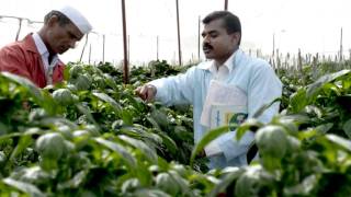 Syngenta  Improving working conditions in India me amp mine [upl. by Scholz]