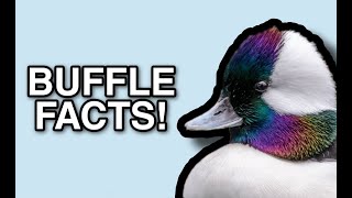 Bufflehead Facts [upl. by Crescint37]