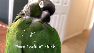 Pin feather fix  Demo  How to remove pin feathers  Part 2  Preening EverythingAnimals CA [upl. by Possing166]