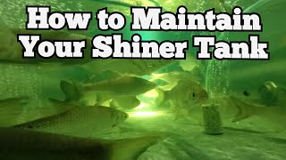 How to maintain your wild shiner tank [upl. by Gensler]