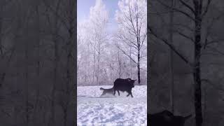 Musk Ox Fights Off Ferocious Wolf Pack Attack in the Arctic Wild AnimalKingdom PredatorVsPrey [upl. by Deys491]