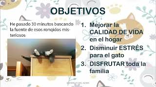 ENRIQUECIMIENTO AMBIENTAL PARA GATOS LA GUÍA DEFINITIVA  VÍDEO CON REGALOS 🎁 [upl. by Jarad]