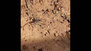 A huntsman spider going for a walk … australia opalmine australianopal huntsman koroit opal [upl. by Ttegdirb31]